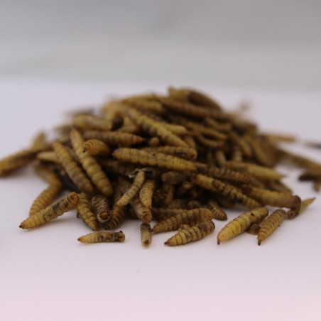 vers de farine 500gr